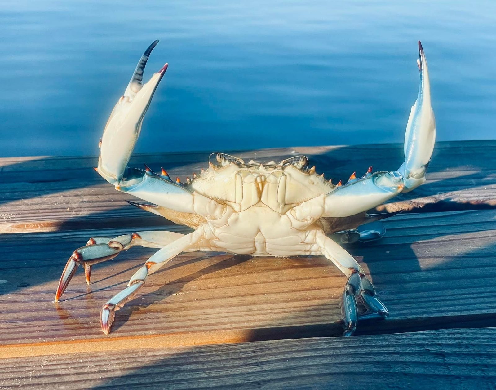 A blue crab standing on weathered dock boards with both claws raised, calm blue water behind it.