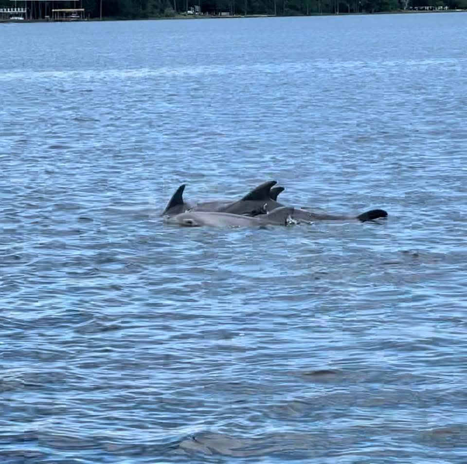 Three dolphins surfacing side by side in rippled bay water, with docks along a wooded far shore.