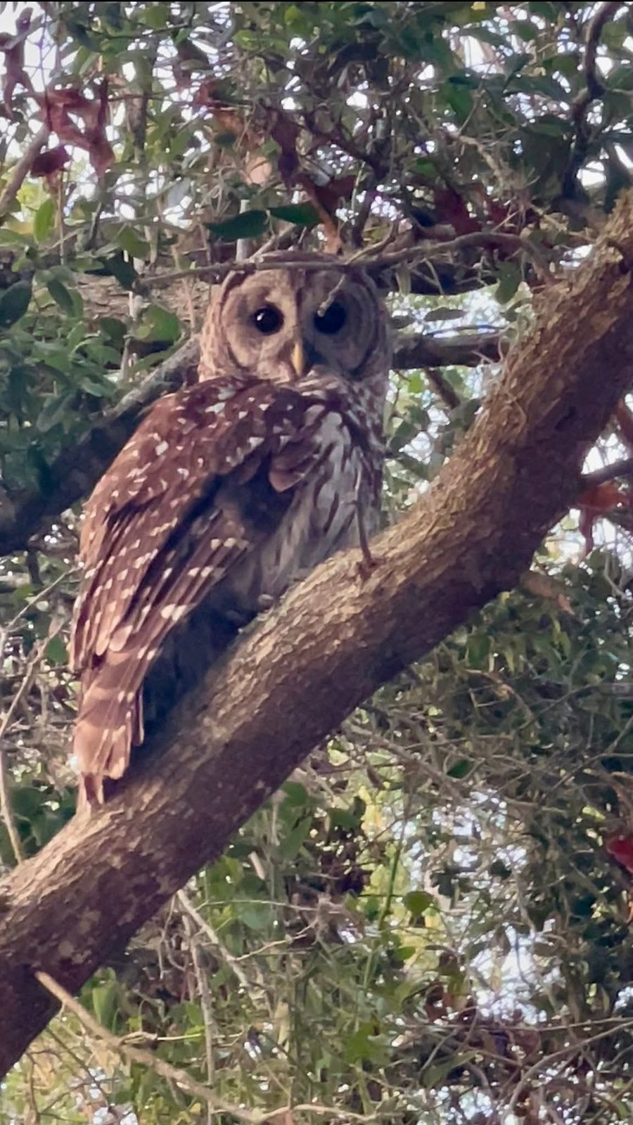 An owl with dark eyes and spotted brown feathers perched on a thick tree limb among leafy branches.