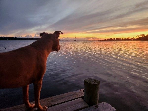 A dog standing on a wooden dock, looking out at a sunset over calm water.