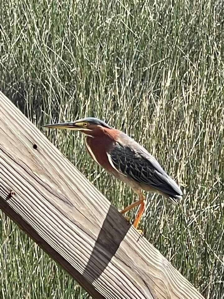 A small heron with a chestnut neck perched on a weathered wooden rail above tall marsh grass.