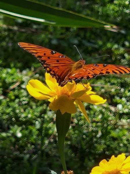 An orange butterfly with black spots, its wings spread, resting on a yellow flower against blurred green foliage, with a long leaf across the top and a second yellow flower in the lower corner.